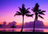 Paradise lost Trees