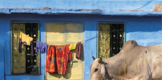 Rajasthan_Jodhpur_house_clothes_line_cow