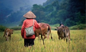 Vietnam_-_Buffalo_shepherd