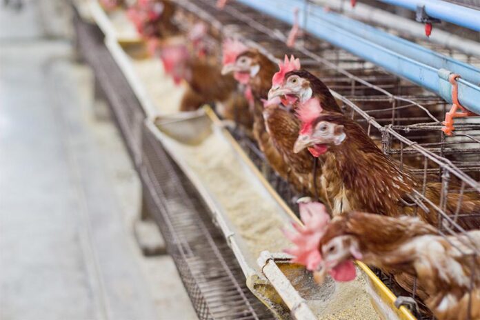 China-US chicken importation