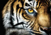 Tiger’s eye