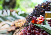 Four firms assist on Malaysia’s largest IPO since 2022 Johor Plantations Group’s IPO