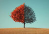 From ruin to renewal Legal experts' insights on bankruptcy