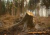 Court comes to Hyderabad forest’s rescue Kancha Gachibowli Forest Case