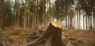 Kancha Gachibowli Forest Case