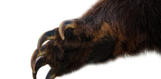 Clipping the clause Prohibited Claims Arbitration