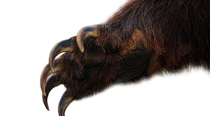 Clipping the clause Prohibited Claims Arbitration