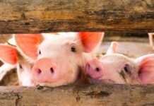 Firms act on pig breeder Muyuan Foods’ HKD10.68bn HKEX IPO Muyuan Foods’ HKEX IPO