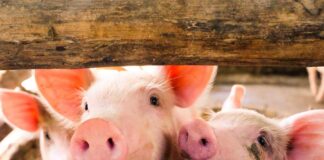 Firms act on pig breeder Muyuan Foods’ HKD10.68bn HKEX IPO Muyuan Foods’ HKEX IPO