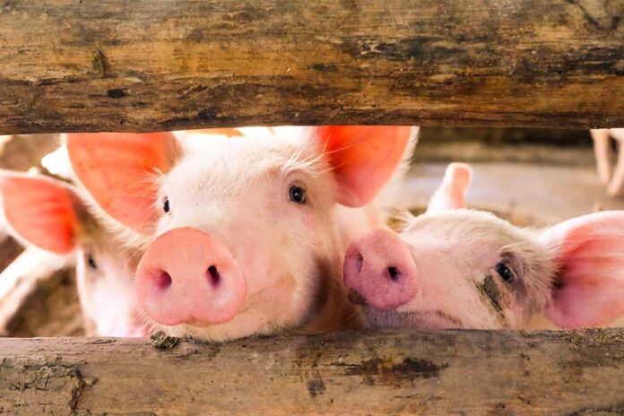 Firms act on pig breeder Muyuan Foods’ HKD10.68bn HKEX IPO Muyuan Foods’ HKEX IPO