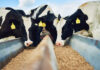 Firms act on Korean USD854m livestock feed sale to Royal De Heus CJ Feed and Care Sale