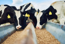 Royal De Heus, ?? ?? ?? ?? ??…???? ?? ? ?? CJ Feed and Care Sale