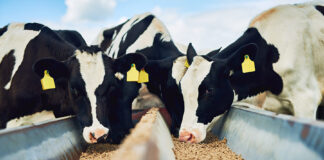 Firms act on Korean USD854m livestock feed sale to Royal De Heus CJ Feed and Care Sale