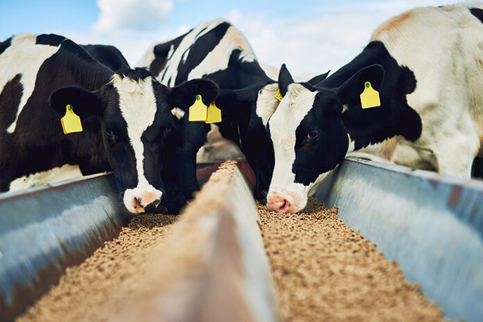 Firms-act-on-Korean-USD854m-livestock-feed-sale-to-Royal-De-Heus CJ Feed and Care Sale