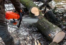 NGT cracks down on illegal tree felling and construction Environmental Clearance Violations