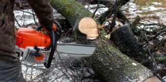 NGT cracks down on illegal tree felling and construction Environmental Clearance Violations