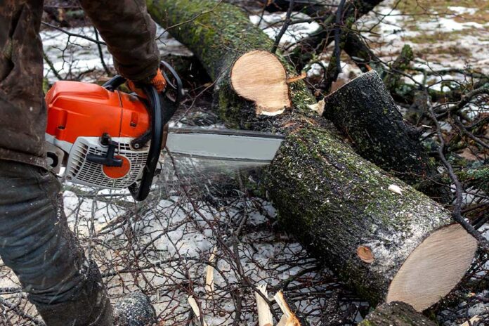 NGT-cracks-down-on-illegal-tree-felling-and-construction Environmental Clearance Violations