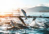 Baker McKenzie acts on USD435m salmon farm project in Japan Pure Salmon Japan Project