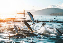 Baker McKenzie acts on USD435m salmon farm project in Japan Pure Salmon Japan Project