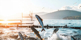 Baker McKenzie acts on USD435m salmon farm project in Japan Pure Salmon Japan Project