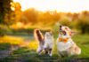Clifford Chance acts on Japanese animal health JV Ceva Bussan Clifford Chance advises Mitsui on Ceva Bussan Animal Health joint venture