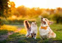 Clifford Chance acts on Japanese animal health JV Ceva Bussan Clifford Chance advises Mitsui on Ceva Bussan Animal Health joint venture