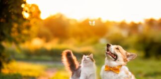 Clifford Chance acts on Japanese animal health JV Ceva Bussan Clifford Chance advises Mitsui on Ceva Bussan Animal Health joint venture